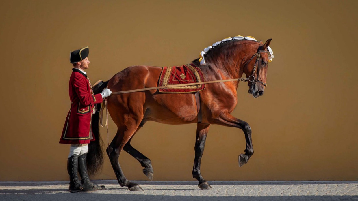 Cavalo Lusitano - picadeiro